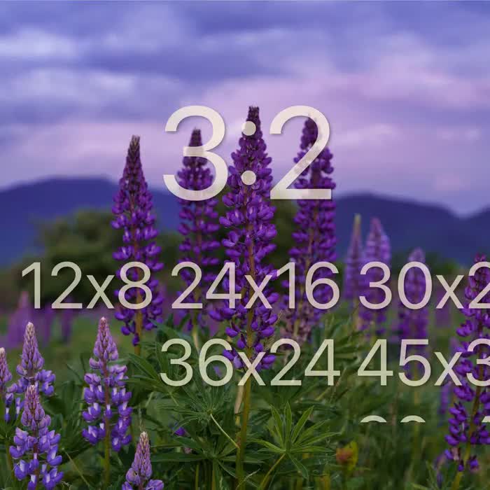 Lupines Blossom in Sugar Hill New Hampshire - Spring Wall Art